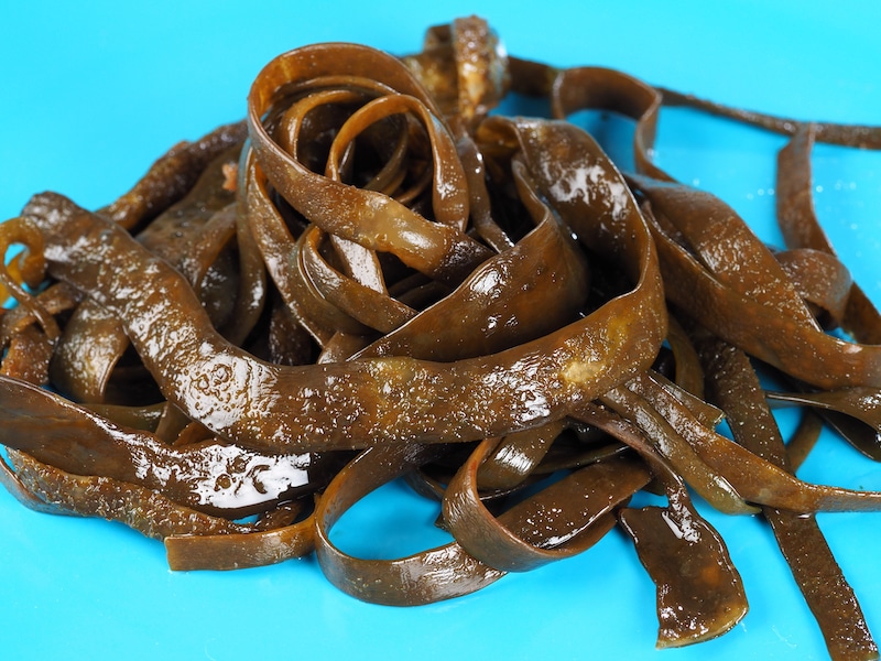 alga espagueti de mar