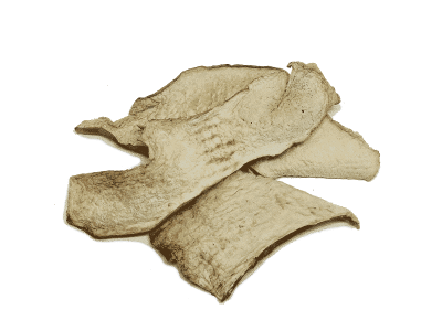 Boletus Silvestre