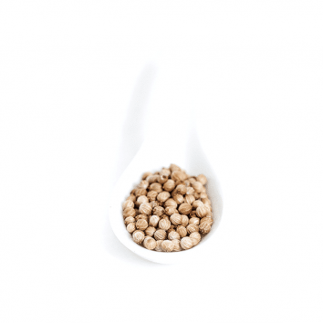 granos de cilantro
