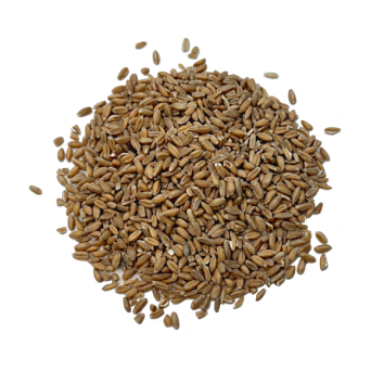 espelta en grano